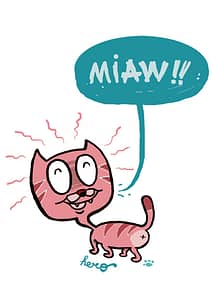 cat
